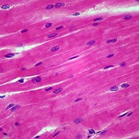 [해외] Mammal Cardiac Muscle, sec. 7 m H and E Microscope Slide