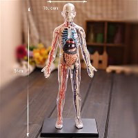[해외] 해부학 인체 모형 1:6 Transparent Human Body Internal Organ Anatomy Medical Teaching Model Puzzle Assembling Toy Education Supplies Laboratory [B07WFVJHC1]